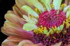 USA, Indiana, Carmel. Close-up of the center of dahlia flower. Art Print